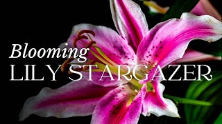 TIMELAPSE Lily Stargazer Flower Blooming