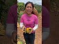 Farming harvesting Mengo 🥭🥭 #fruit #mengo #satisfying