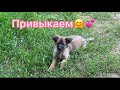 454❤️Воскресение. Работать нет сил… Надо…Новый урожай грибов.