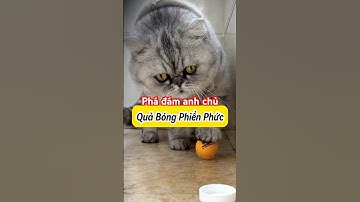 😹 Phá Đám Giấc Ngủ Trưa Của Anh Chủ #Mèoúớ #thúcưng #vậtnuôi #chómèohàihước #shorts