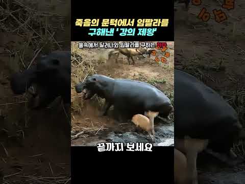 죽음의 문턱에서 임팔라를 구해낸 ‘강의 제왕‘