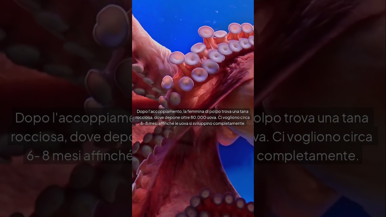 Sapevi che i polpi muoiono dopo aver dato alla luce i loro piccoli? 🐙
