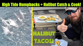High Tide Humpbacks and Halibut Catch & Cook! Alaskan Halibut Fishing - Juneau, Alaska! MAY 2024