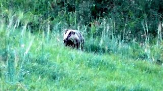 Badger Running Up Field
