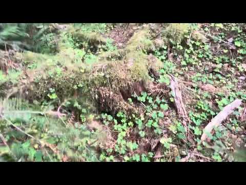 Temperate Rain Forest Big Spruce!