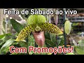 Plantas da feira do ceasa com promoes ao vivo