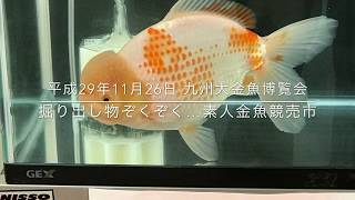 動画で金魚『平成29年11月26日　九州大金魚博覧会　掘り出し物ぞくぞく…素人金魚競売市』Ｈ29.11.26　in福岡県みやま市　東照寺　Goldfish movie from Japan