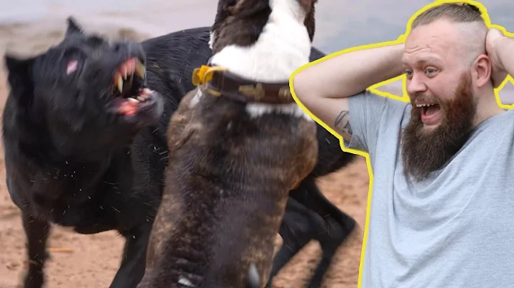 Cane Corso ATTACK! Canine Behaviourist Reacts To D...
