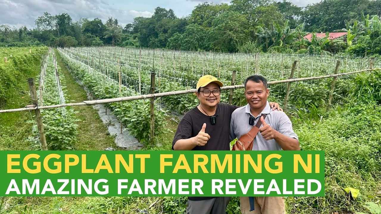 Lahat ng Sekreto ni Amazing Farmer Malalaman na Bakit Super Ganda ng Eggplant Farming nya!