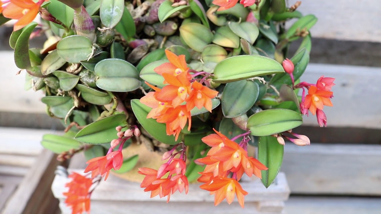 Sophronitis cernua: характеристика растения и методы выращивания