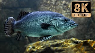 What Is a Larvae Fish? | Discover HD