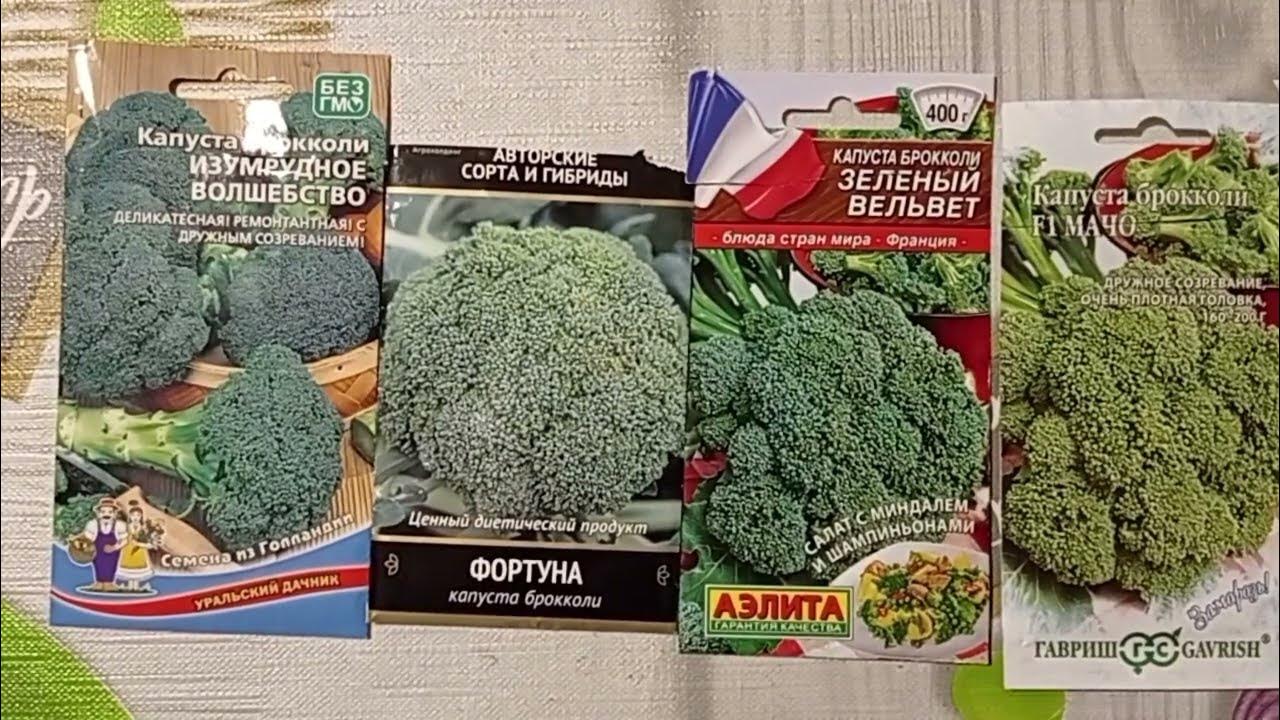 Посадка брокколи на рассаду. Стручки семян брокколи. Брокколи капуста Планета вкуса. Наклейки с названием семян на рассаду капуста. Сроки посева брокколи