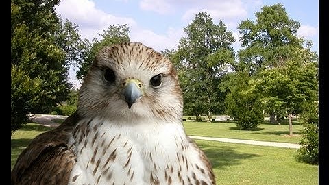 Tutorial Gimp 2.6 - Fotomontaggio con lo strumento cancellino