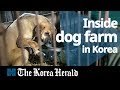 Inside dog farm in Korea