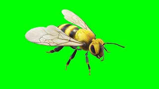 Copyright Free 3D Flying Bee Green Screen Effect | Chroma Key | Royalty Free |