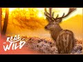 How A Deer&#39;s Tactics Help Them Survive The Dangerous Wilderness | Wild America | Real Wild