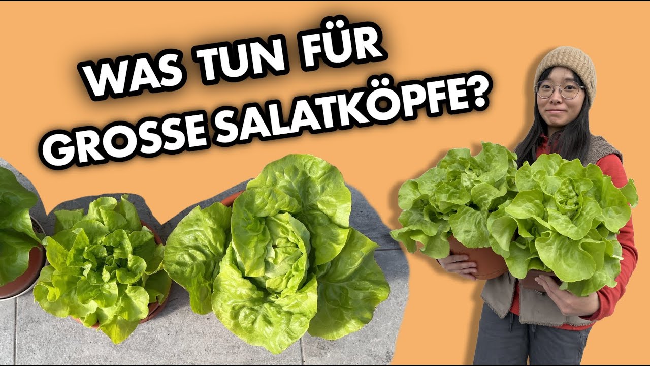 Kopfsalat in Kübeln von der Aussaat bis zur Ernte mein Ökosystem