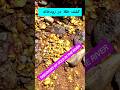 بزرگترین کشف طلا در رودخانه        