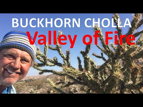Buckhorn Cholla - Valley of Fire (Cylindropuntia  acanthocarpa)