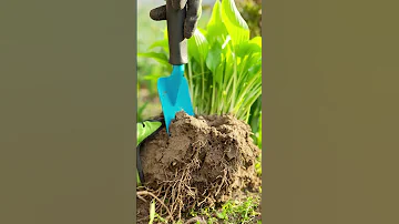 Best Gardening Tricks To Care For Hostas Houseplants Indoorplants Hosta 