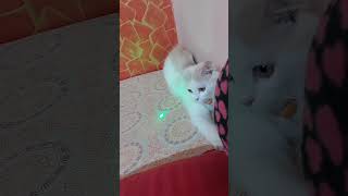 Bilkul bhi Nahi Darta | @Sweetupersiancat2024 by Sweetu - The Persian Cat 90 views 3 days ago 2 minutes, 43 seconds