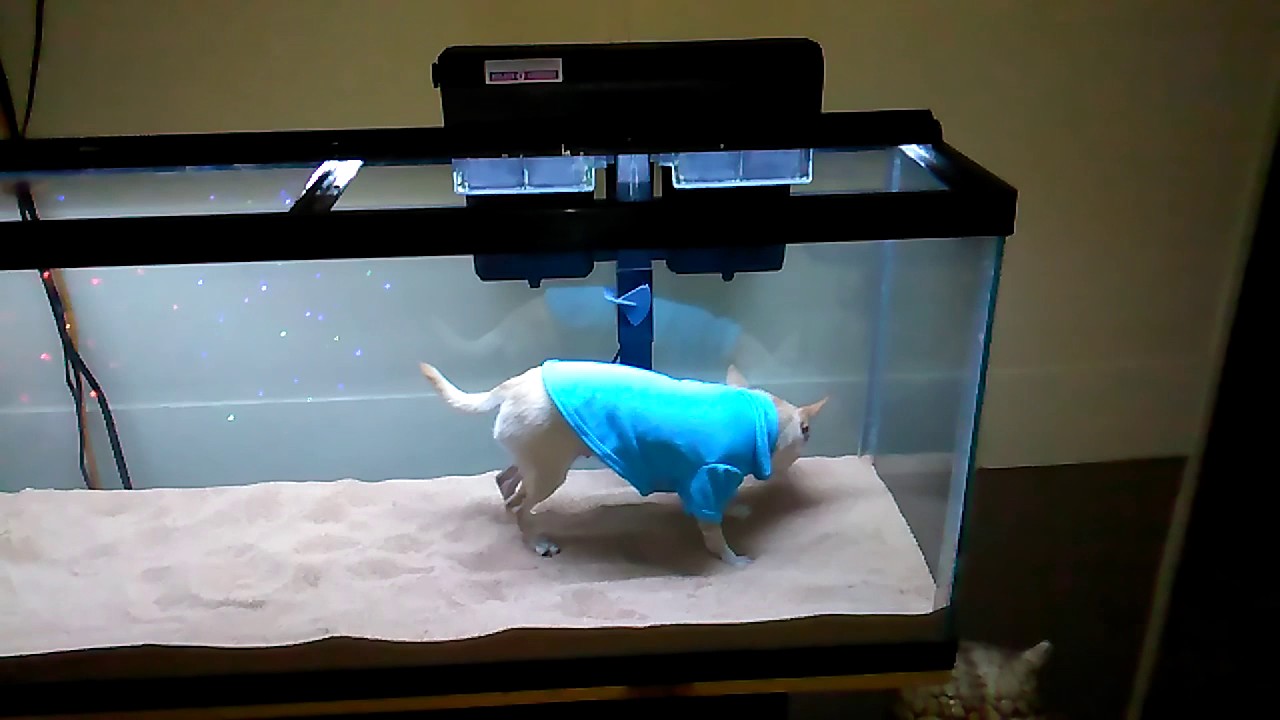 dog in fish tank
