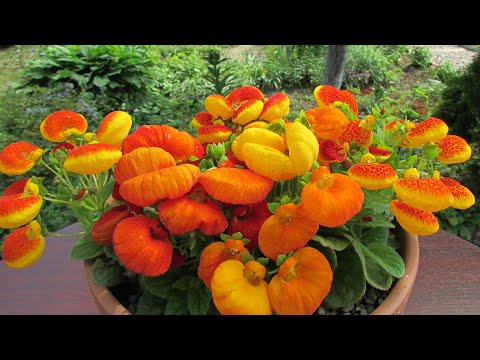 Video: Calceolaria Crenată