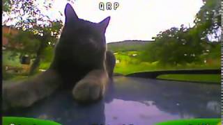 Cat vs tiny whoop