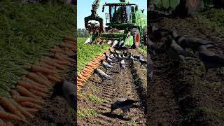 Carrot Harvest with Tractor 🚜🥕 | Satisfying Farm Work!