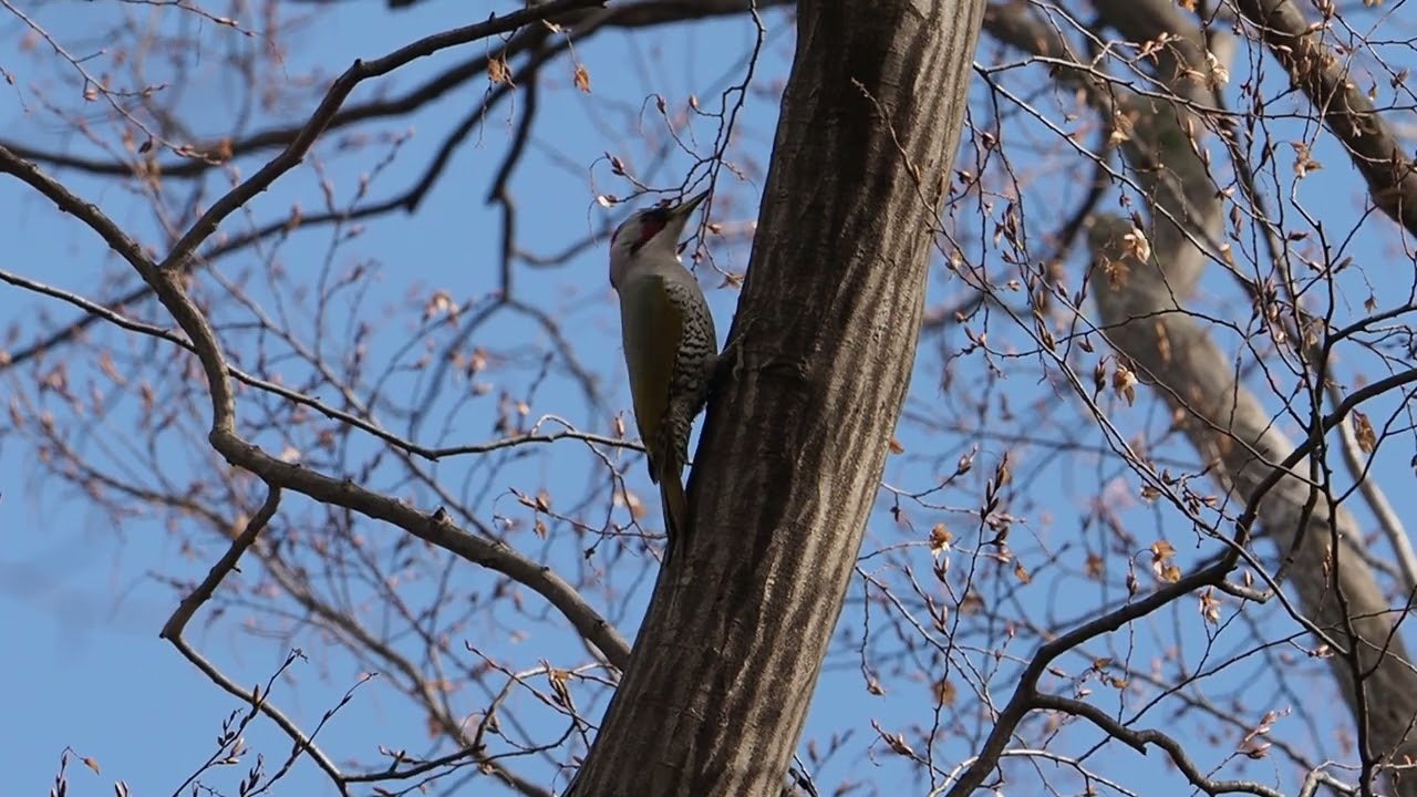見るとテンション上がる鳥｜こんとん