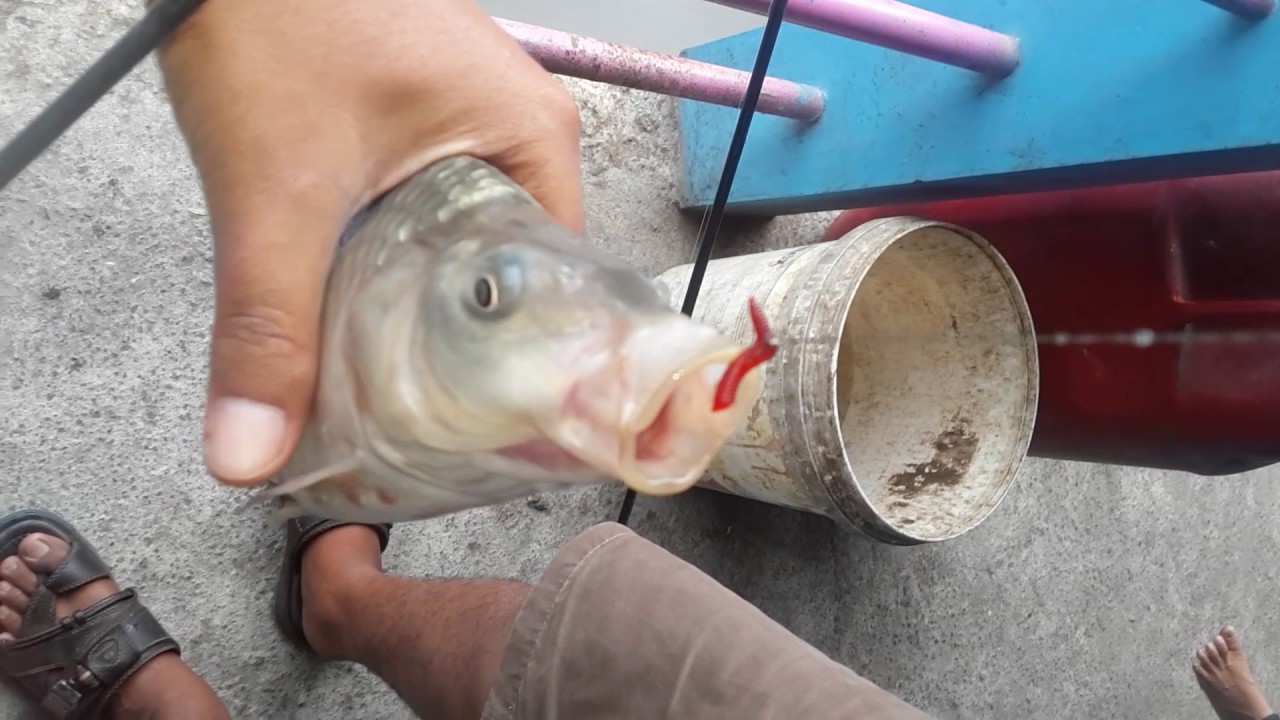 Cacing tiruan manjur membohongi ikan