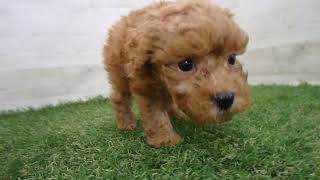 ayhyimam　プードル Coo&RIKU No.00744988 T・プードル - YouTube