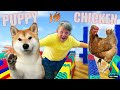 🐕 PUPPY VS 🐓 CHICKEN Escape The Maze Extreme RACE!