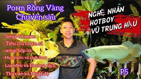 Porm Cá Rồng Kim Long Chuyên Sâu | Tổng Hợp Những Tiêu Chí Khi Porm Cá Rồng | Cá Rồng P5 | Sung Ca
