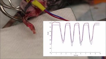 Closed-loop functional optogenetic stimulation