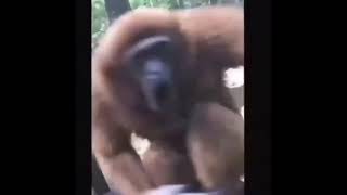 Monkey Screams And Spin Then Flies