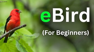 Master eBird in 2025 | Full eBird tutorial for beginners