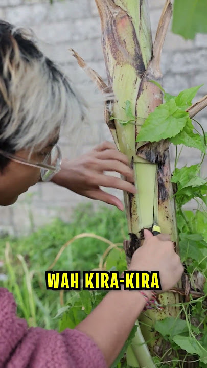 membuktikan di dalam pisang ada uang