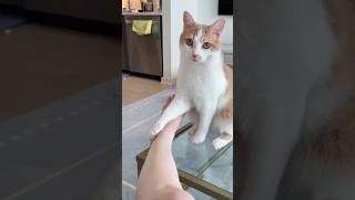Funny cat videos 😂😂 episode 49 #shorts