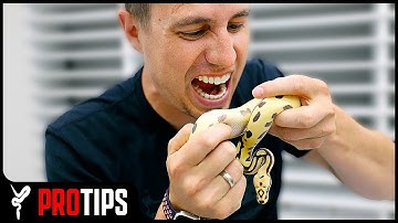 Ball Python BITES…. How Bad Are They?