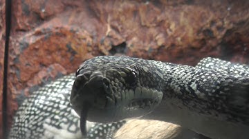 Snake Astro Eating a Rat - Diamond Python