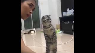 Funniest Cats ð    ¹   Don't try to hold back Laughter ð         Funny Cats Life