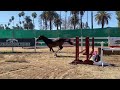 Pfs cortez warmblood sport horse for sale