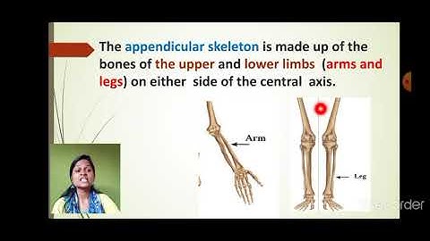 Class_6_Science_Chapter_8_Our_skeletal_system_and_the_skin_part_3
