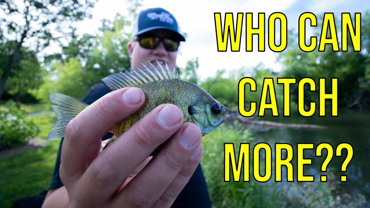 Bluegill Fly Fishing Contest YouTube