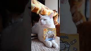 MOW(モウ) リッチチョコ＆ミルク 260320 #のせ猫  #cat  #cute  #kitten  #cutecat  #kitty  #animals  #pets  #猫のいる暮らし