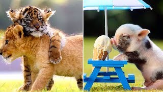 Cutest BABY Animals Video! (Funny Puppies and Kittens!) by Cute & Funny Animals 234 views 4 years ago 10 minutes, 12 seconds