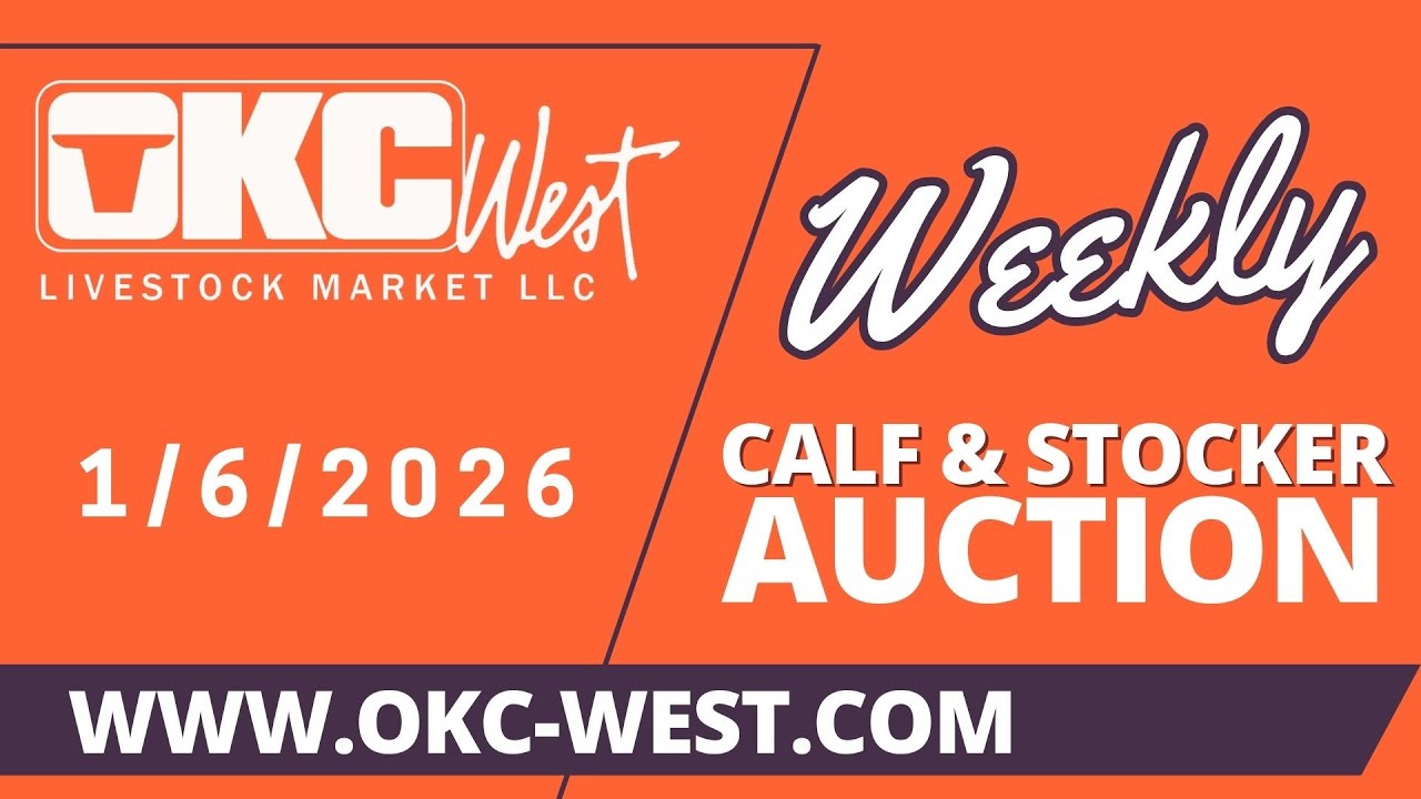 1/6/2026 - Calf & Stocker Auction - OKC West
