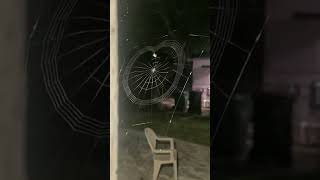 Spider Spinning Web You Have Never Seen This Before