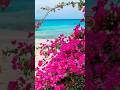 Beautiful Pink Flowers Video Flowers Nature Viralvideo